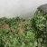 红苋菜，竹叶菜，红薯尖