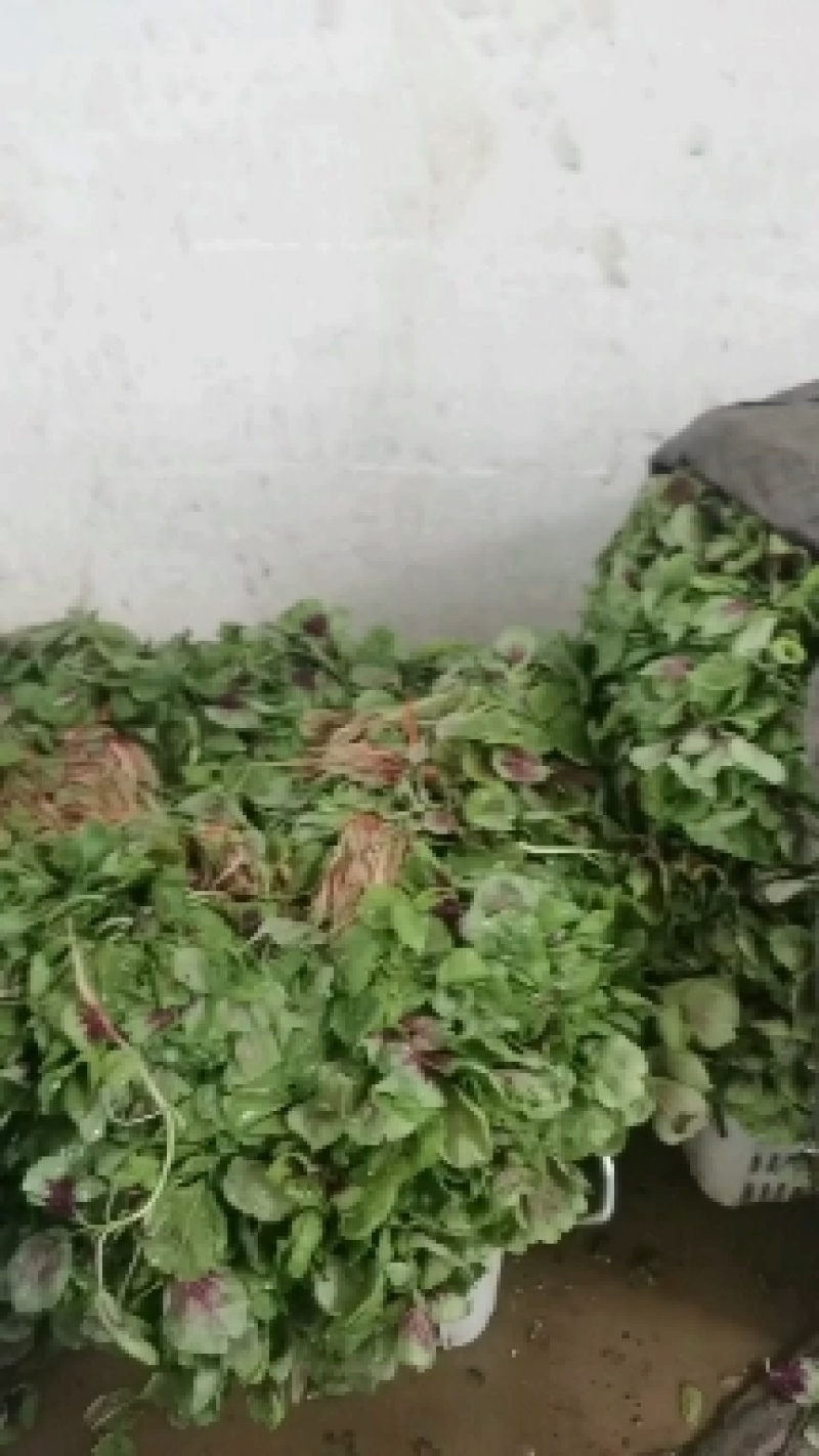 红苋菜，竹叶菜，红薯尖
