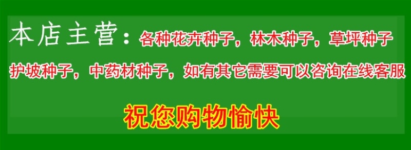 新产瞿麦种子花卉五彩石竹种籽药用花卉瞿麦籽巨麦种子中药材