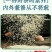 茉莉花茶2022新茶茶叶浓香型茉莉花茶叶北川茉莉花茶商用