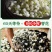 茉莉花茶2022新茶茶叶浓香型茉莉花茶叶北川茉莉花茶商用