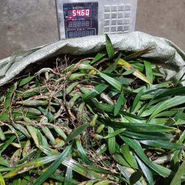 双叶大果，包邮，新鲜货下山