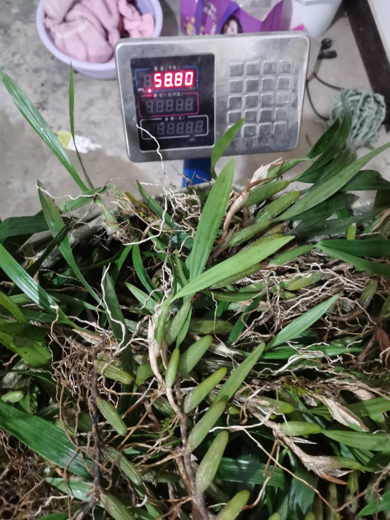 双叶大果，包邮，新鲜货下山