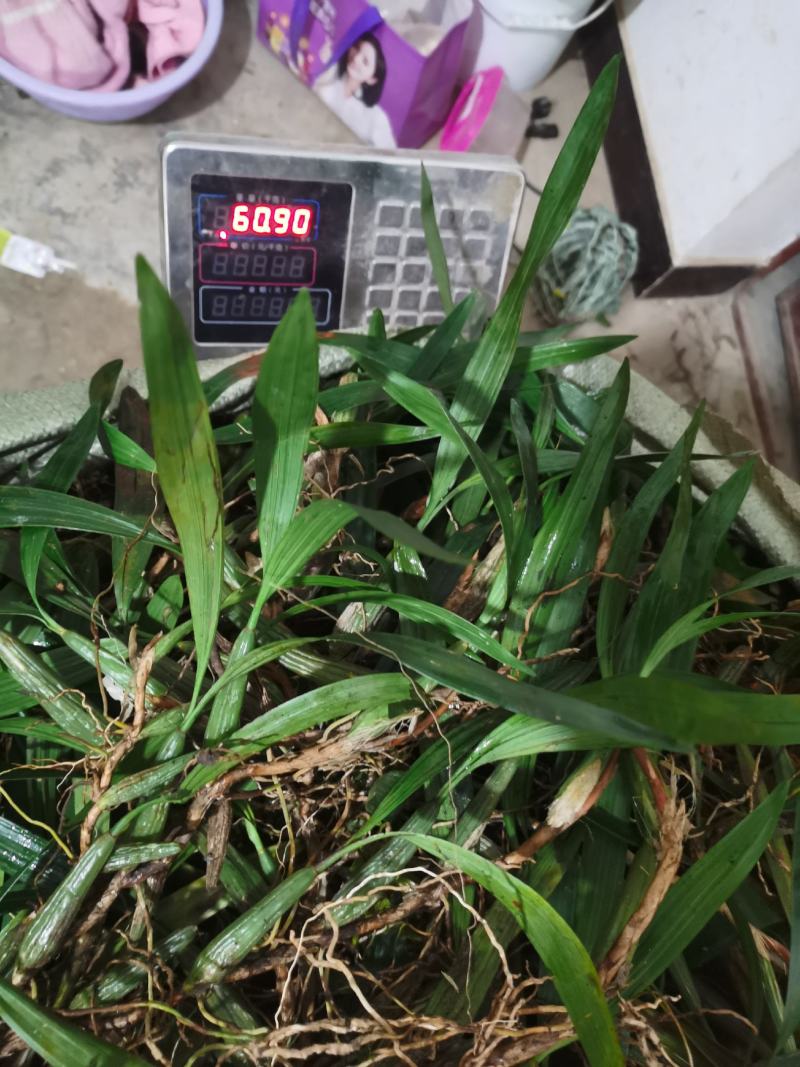 双叶大果，包邮，新鲜货下山
