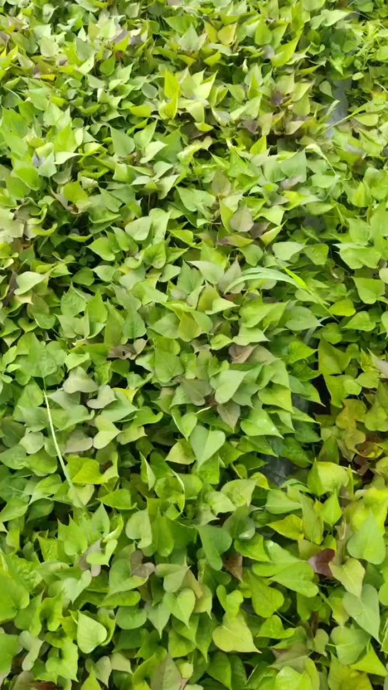 西瓜红红薯苗品种齐全货源充足基地直供量大从优