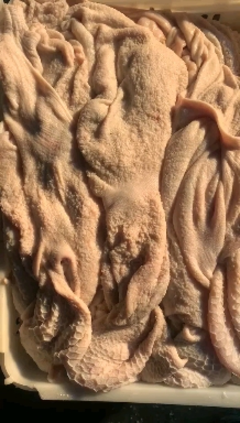 羔羊净肚免洗羊净肚肚包肉肚包脑专用食材工厂直销