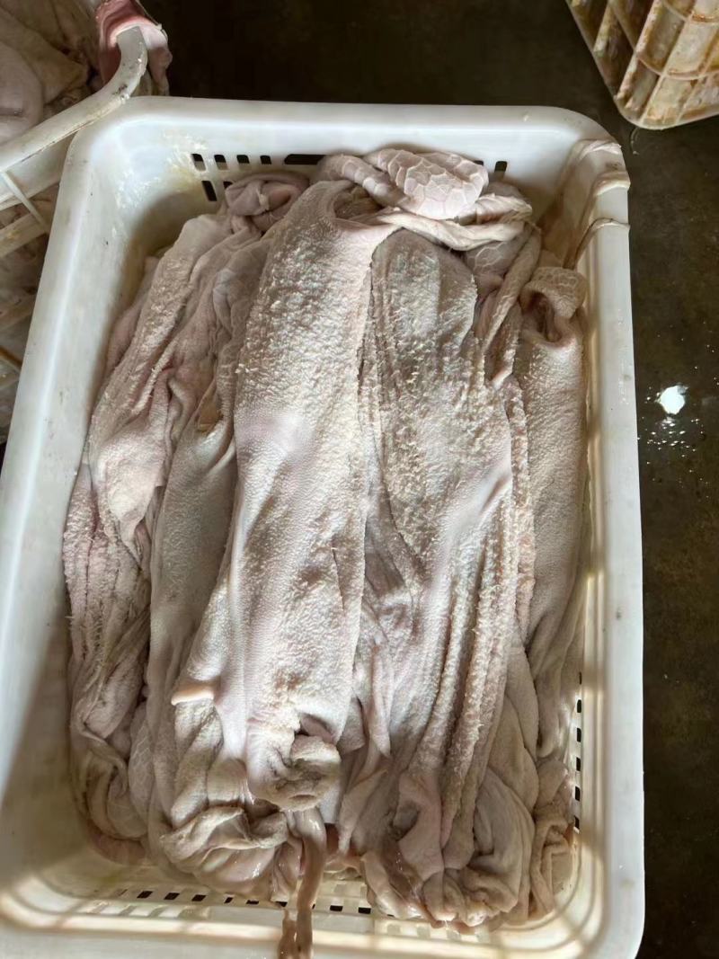 羔羊净肚免洗羊净肚肚包肉肚包脑专用食材工厂直销