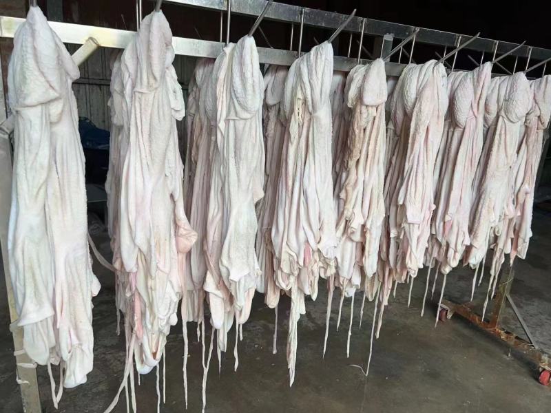 羔羊净肚免洗羊净肚肚包肉肚包脑专用食材工厂直销