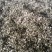 2023槐花