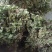 甘肃陇南（优质淫羊藿）野生的小圆叶，每年产量高，价格稳定