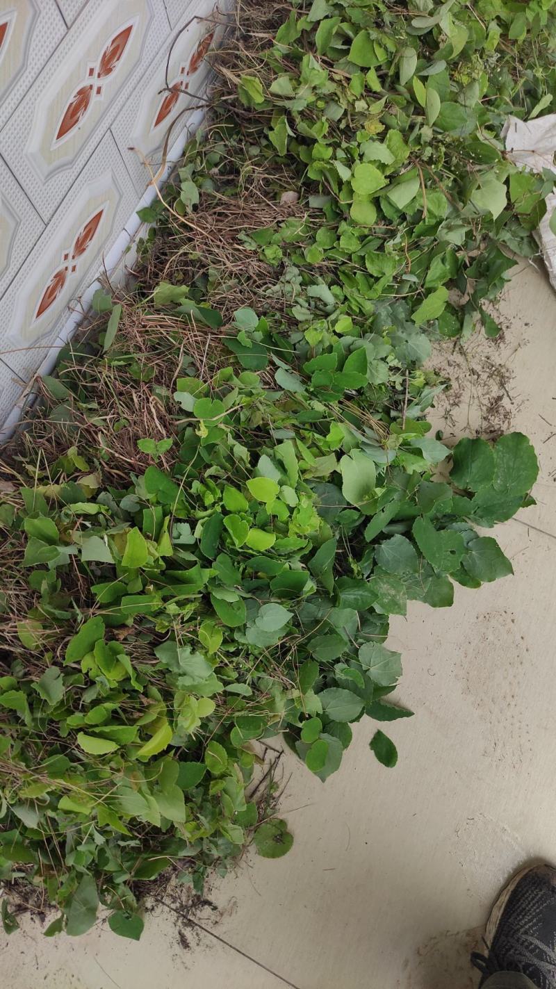 甘肃陇南（优质淫羊藿）野生的小圆叶，每年产量高，价格稳定
