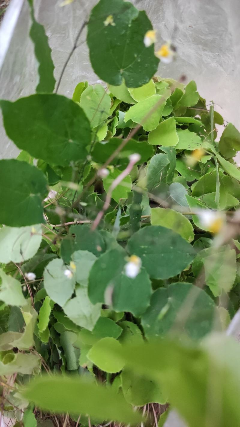 甘肃陇南（优质淫羊藿）野生的小圆叶，每年产量高，价格稳定