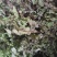 甘肃陇南（优质淫羊藿）野生的小圆叶，每年产量高，价格稳定
