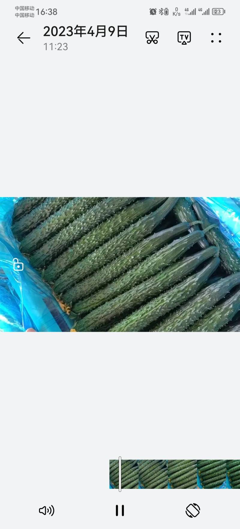 精品带刺黄瓜大量上市。质量有保证。电商货。商超货。