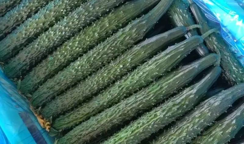 精品带刺黄瓜大量上市。质量有保证。电商货。商超货。