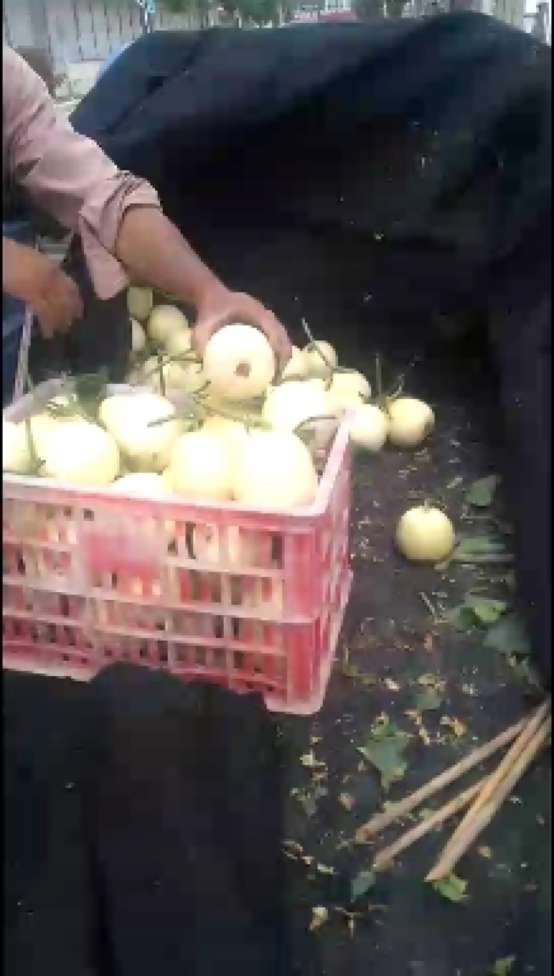 砀山县，甜瓜，博阳九号甜瓜，各种甜瓜，大量上市了。