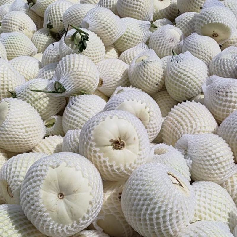 砀山县，甜瓜，博阳九号甜瓜，各种甜瓜，大量上市了。