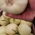 砀山县，甜瓜，博阳九号甜瓜，各种甜瓜，大量上市了。