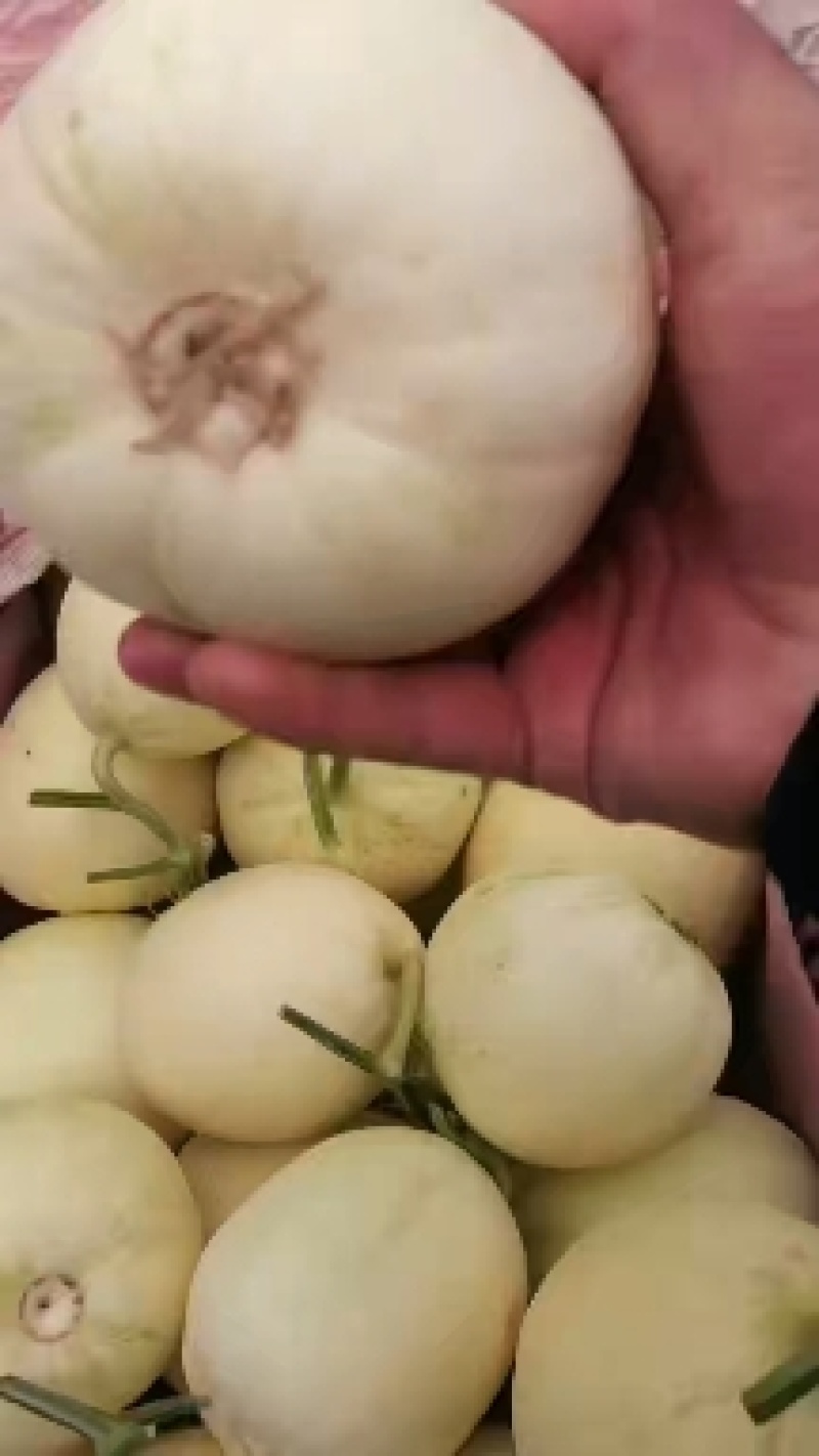砀山县，甜瓜，博阳九号甜瓜，各种甜瓜，大量上市了。