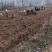 甘肃地区（野生绵茵陈）草药，三月采挖。货源充足，价格便宜