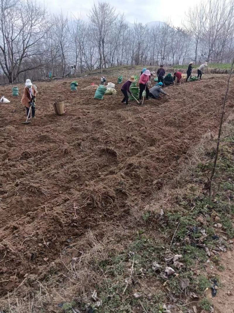 甘肃地区（野生绵茵陈）草药，三月采挖。货源充足，价格便宜