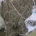 甘肃地区（野生绵茵陈）草药，三月采挖。货源充足，价格便宜