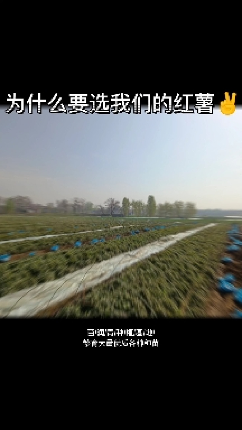 西瓜红红薯优质脱毒脱毒亩产九千，产地直发，一手货源