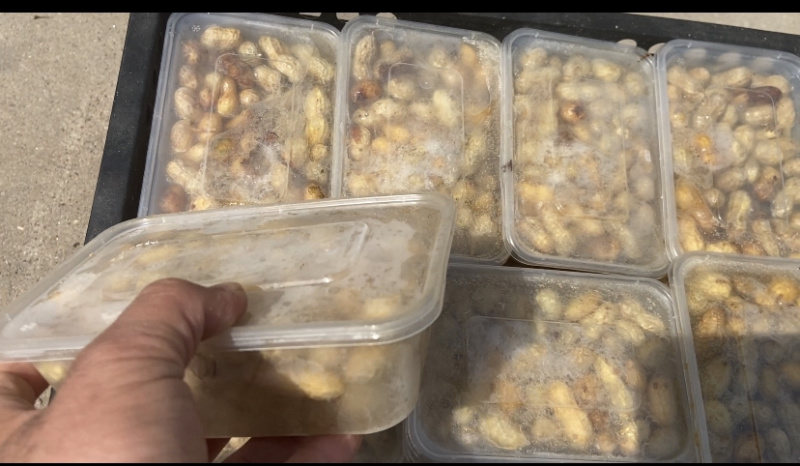 鲜花生花生山东鲜花生电商货市场货加工货