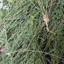 陇南地区（优质麦黄草）野生的中草药，货源充足，价格便宜。