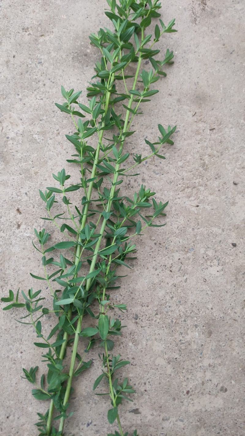 陇南地区（优质麦黄草）野生的中草药，货源充足，价格便宜。