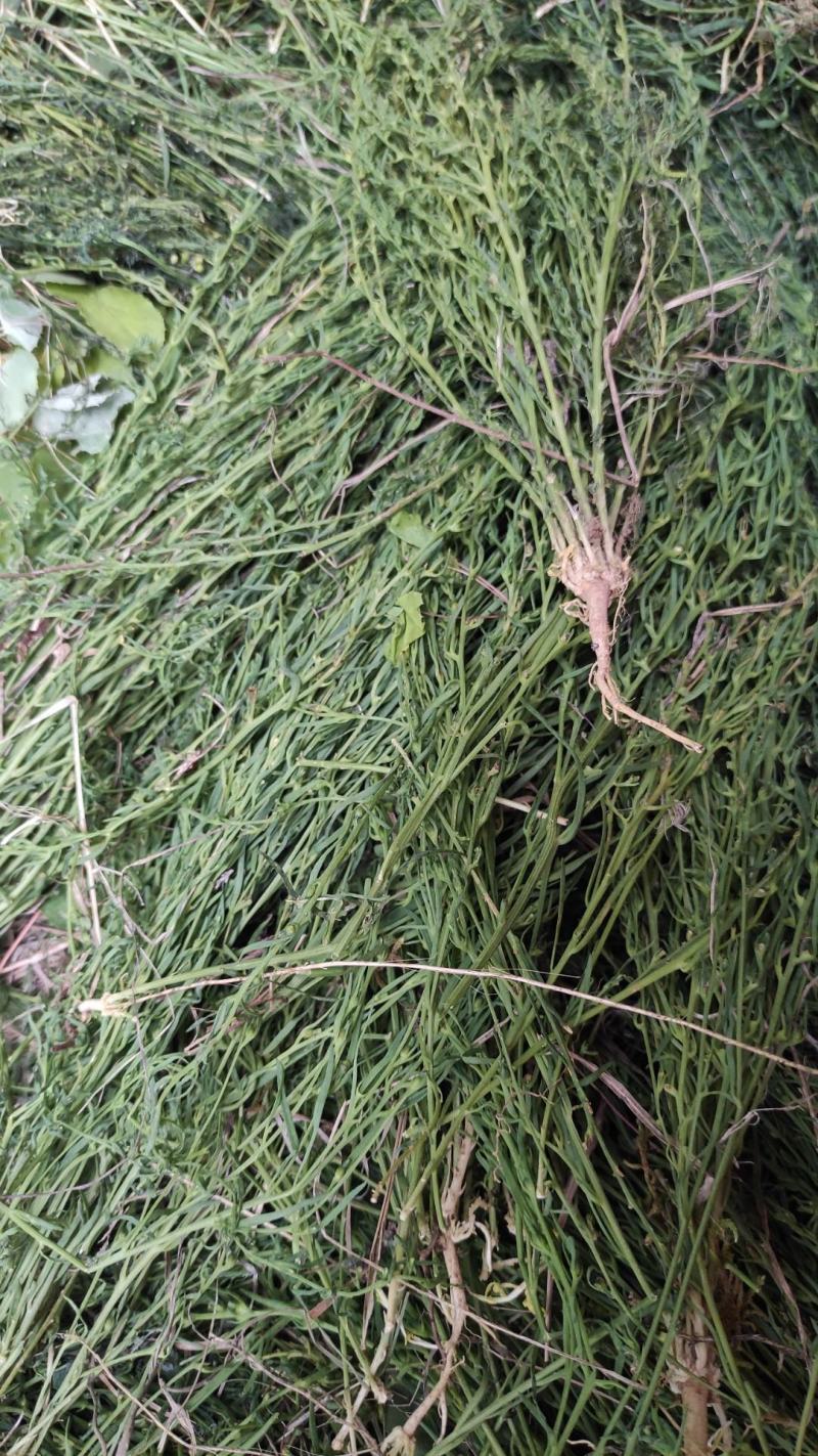 陇南地区（优质麦黄草）野生的中草药，货源充足，价格便宜。