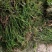 陇南地区（优质麦黄草）野生的中草药，货源充足，价格便宜。