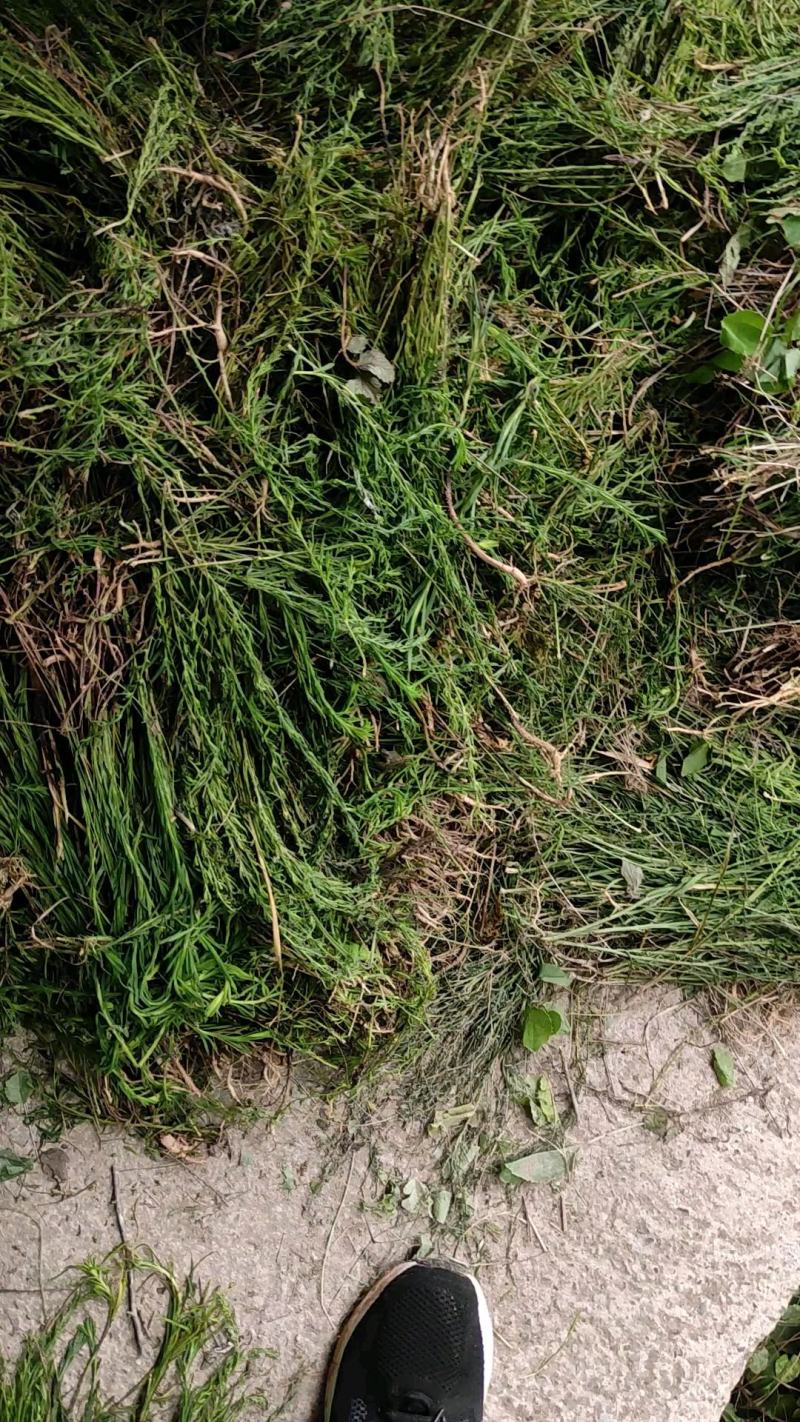 陇南地区（优质麦黄草）野生的中草药，货源充足，价格便宜。
