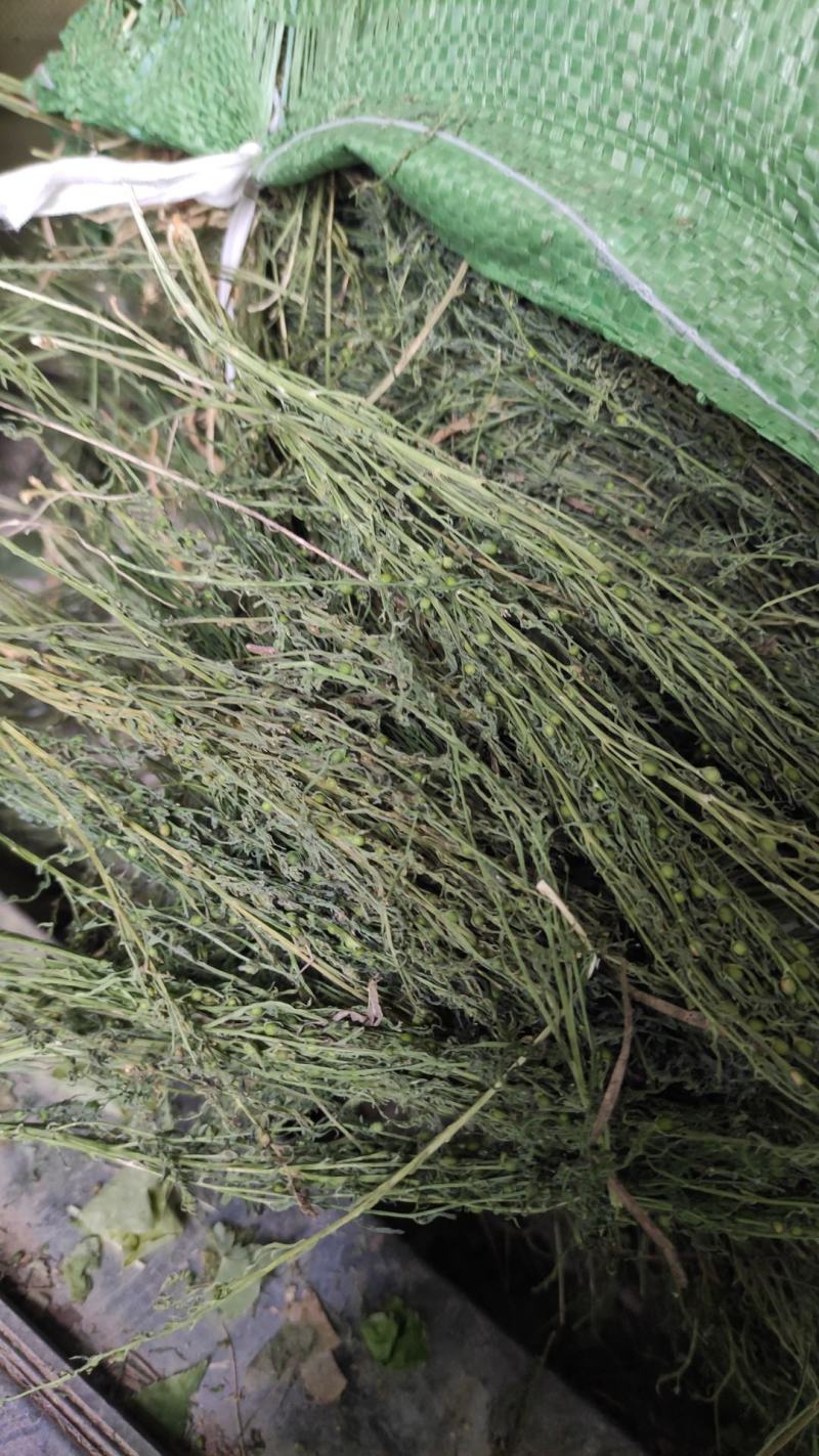 陇南地区（优质麦黄草）野生的中草药，货源充足，价格便宜。