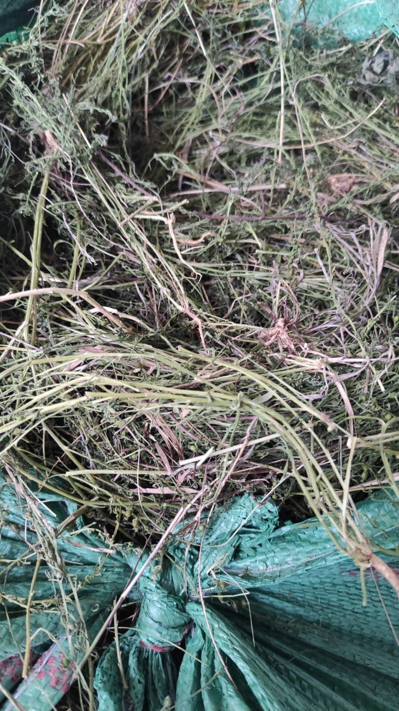 陇南地区（优质麦黄草）野生的中草药，货源充足，价格便宜。