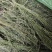 陇南地区（优质麦黄草）野生的中草药，货源充足，价格便宜。