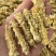 林蛙油雪蛤线油货干现货100克起批包邮量大从优