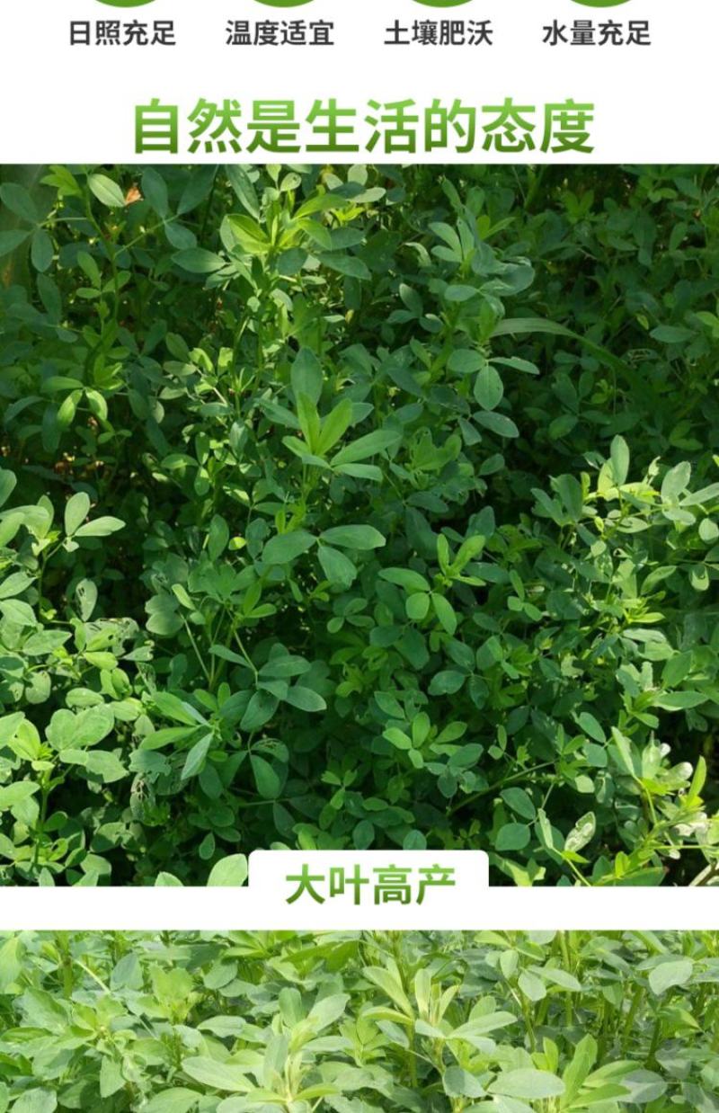 紫花苜蓿草种子多年生四季牧草种子苜蓿菜种籽鸡鸭鹅牛羊鱼草