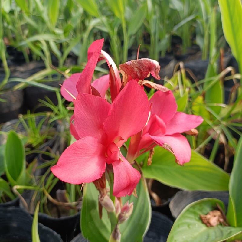 再力花，睡莲，花叶芦竹等各种水生植物，基地现货