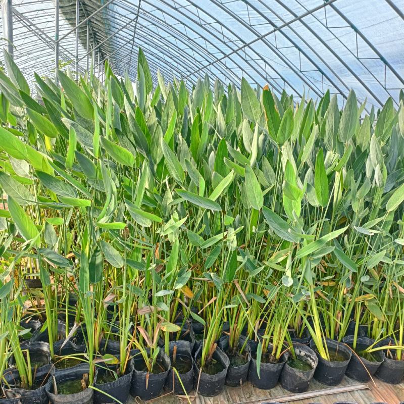 再力花，睡莲，花叶芦竹等各种水生植物，基地现货