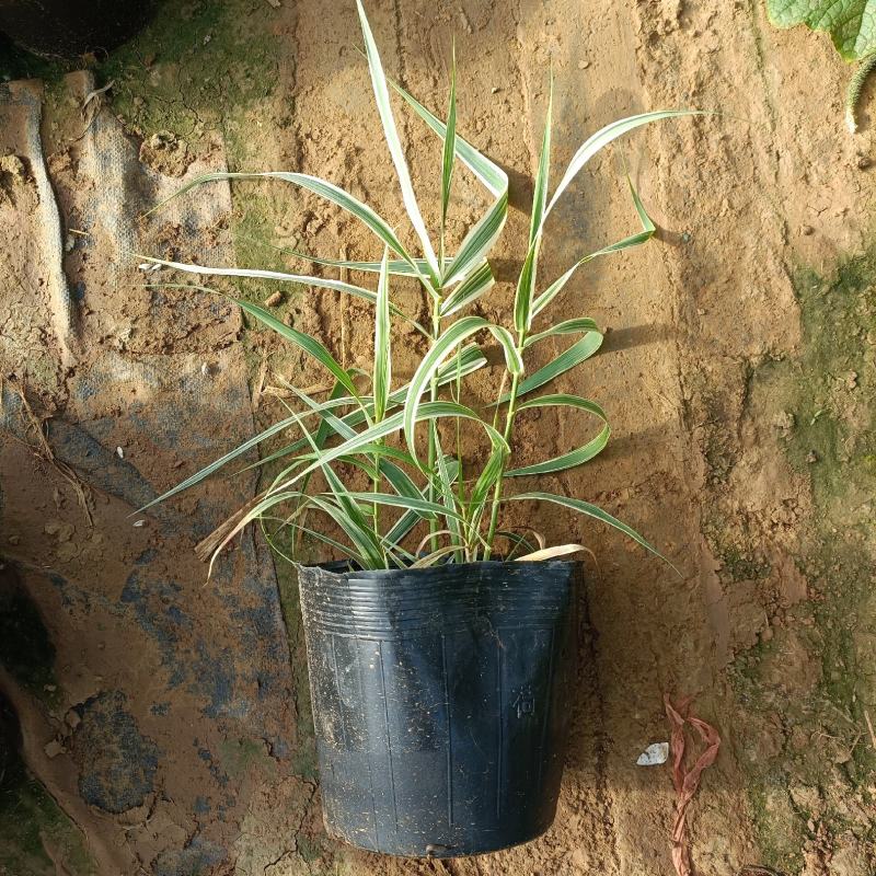 再力花，睡莲，花叶芦竹等各种水生植物，基地现货