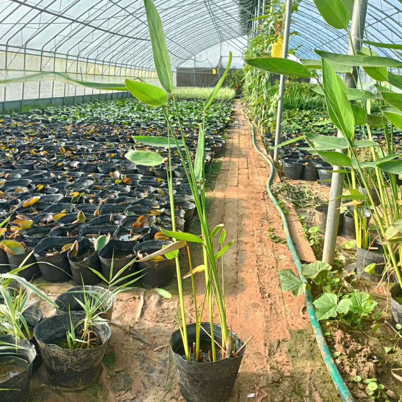 再力花，睡莲，花叶芦竹等各种水生植物，基地现货