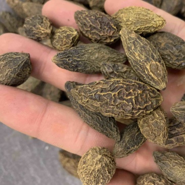 橄榄果橄榄核橄榄无硫磺熏蒸一公斤起批