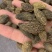 橄榄果橄榄核橄榄无硫磺熏蒸一公斤起批