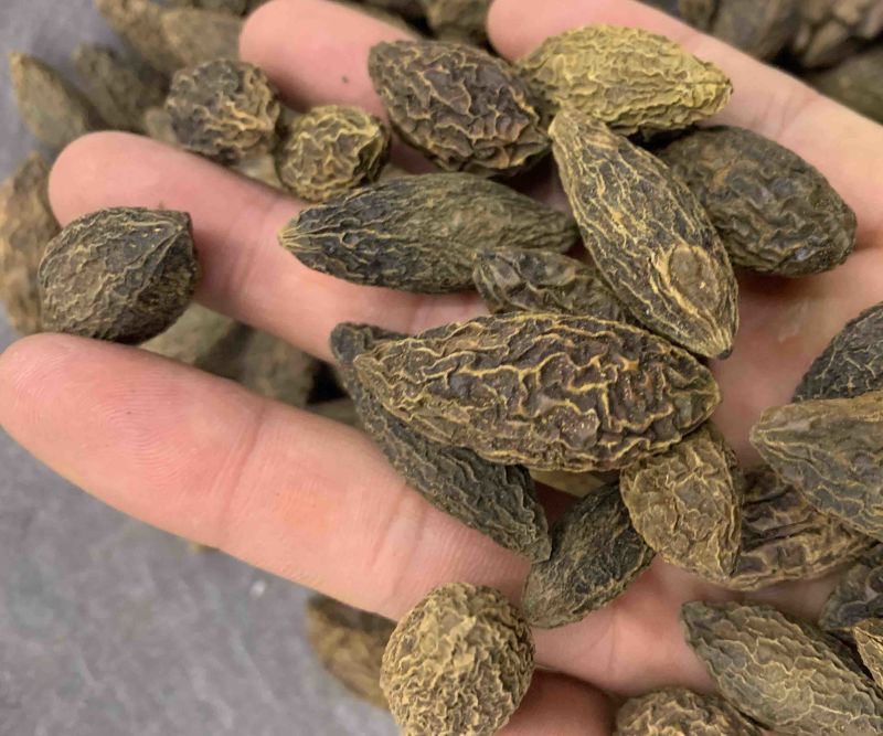 橄榄果橄榄核橄榄无硫磺熏蒸一公斤起批