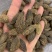 橄榄果橄榄核橄榄无硫磺熏蒸一公斤起批