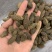 橄榄果橄榄核橄榄无硫磺熏蒸一公斤起批