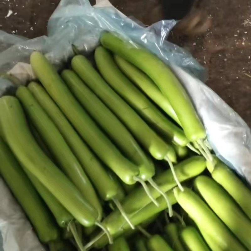 山东瓠子大量上市品质保证一手货源量大从优欢迎联