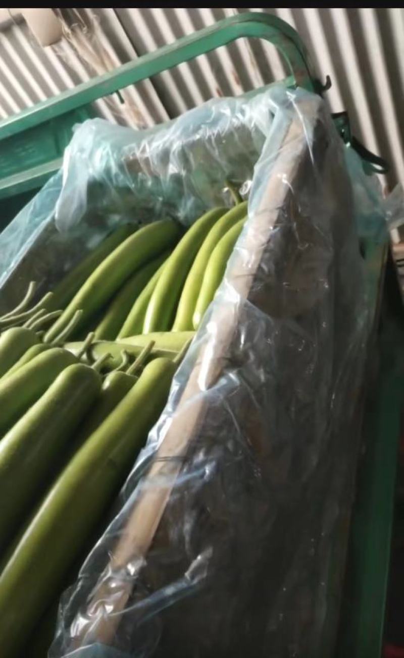 山东瓠子大量上市品质保证一手货源量大从优欢迎联