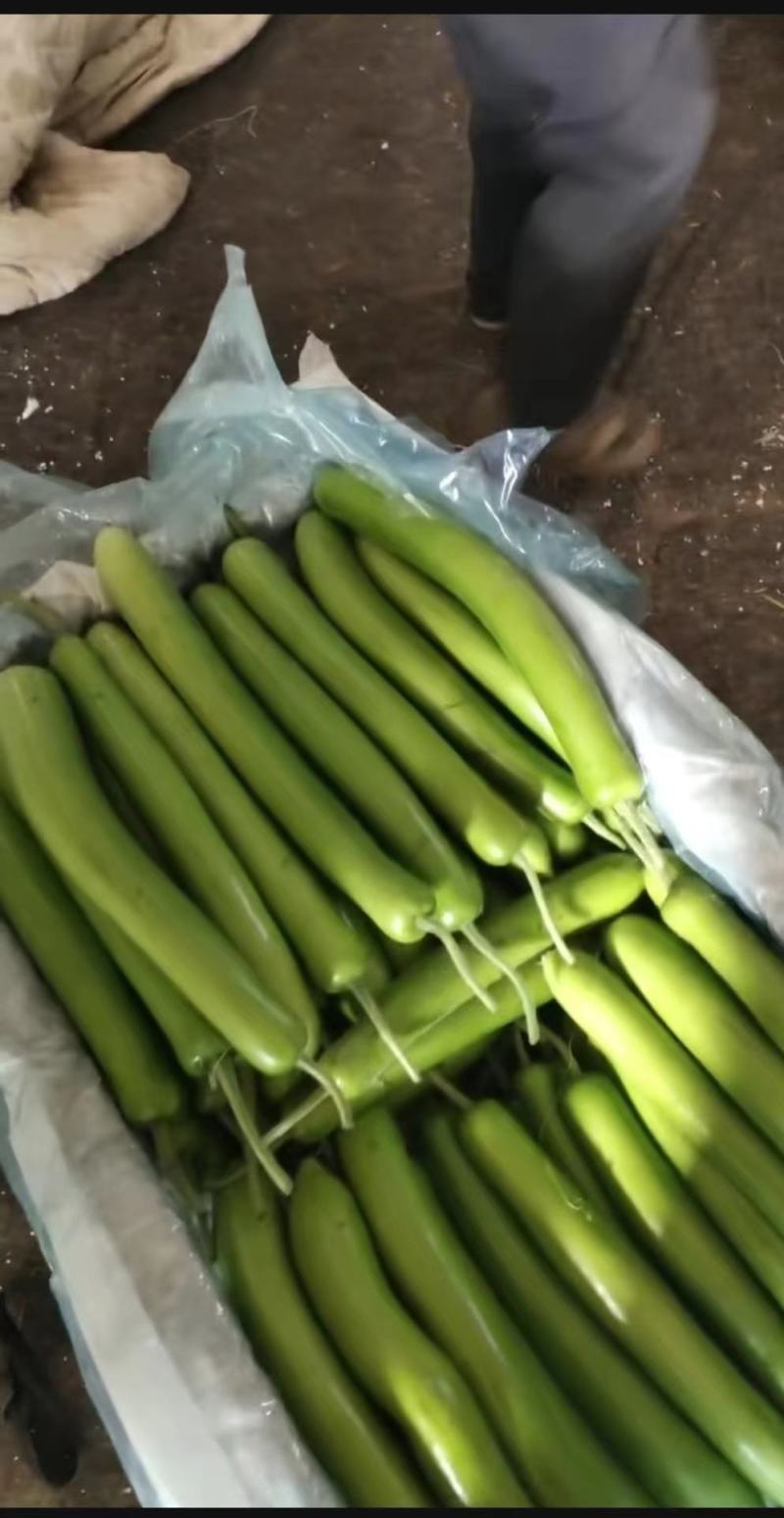 山东瓠子大量上市品质保证一手货源量大从优欢迎联
